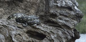 Carpet snake