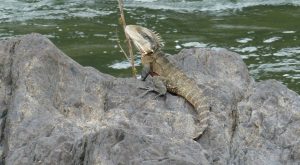 Water dragon